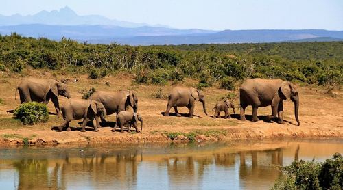 African safari landscape